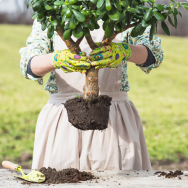Saplings of fruit trees and shrubs